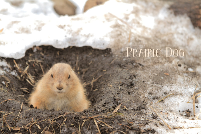 Prairie Dog (1)