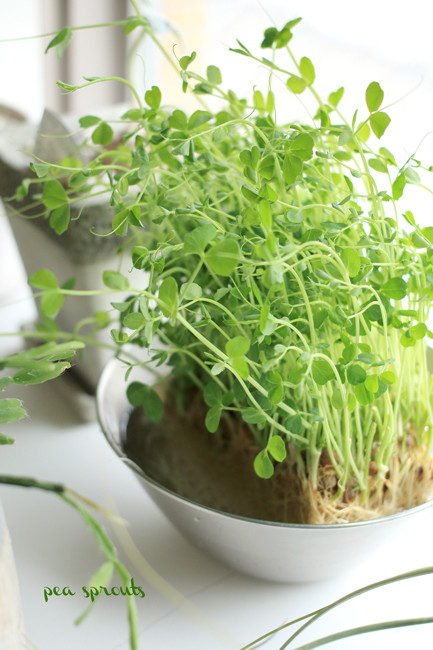 pea-sprouts