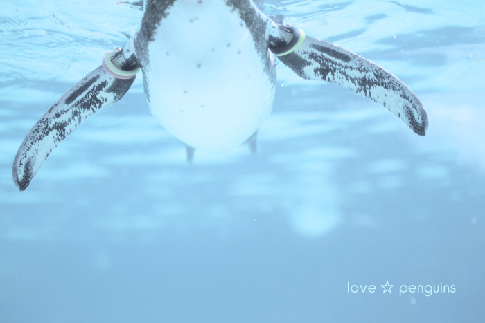 love ☆ penguins (4)