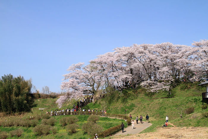 滝桜 (13)