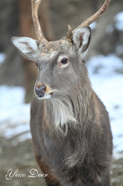 Yezo Deer (3)