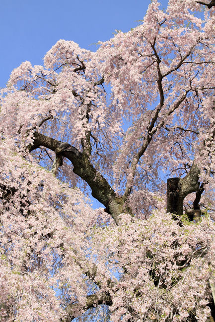 滝桜 (3)