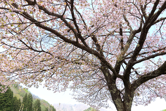 青木湖桜 (4)