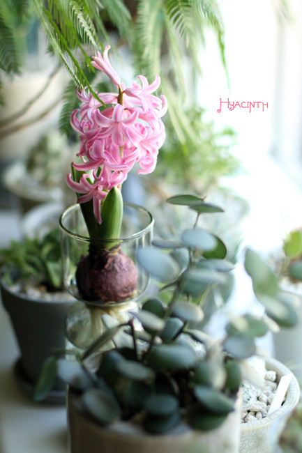 Hyacinth (2)