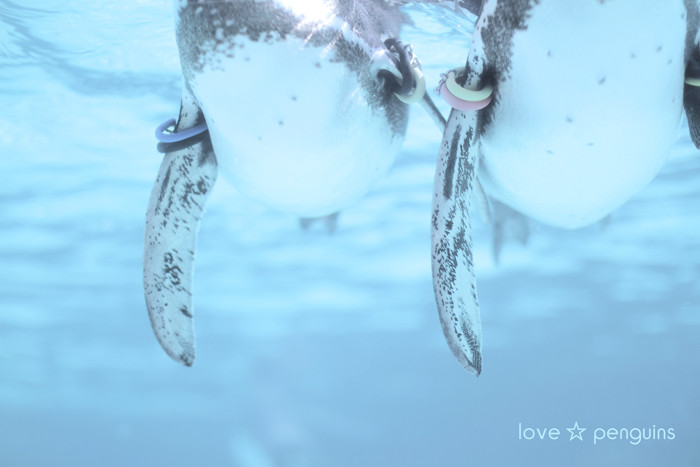 love ☆ penguins (3)