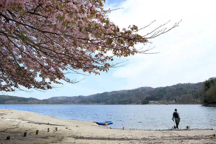 青木湖桜 (2)