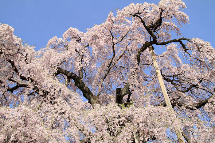 滝桜 (4)
