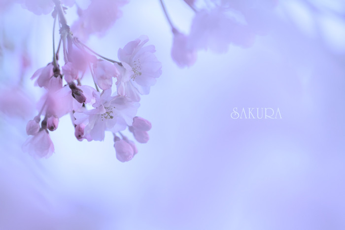 sakura (2)