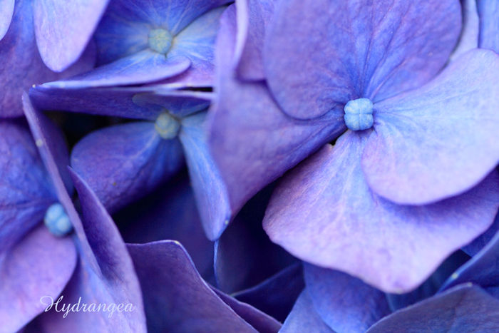 紫陽花 (9)