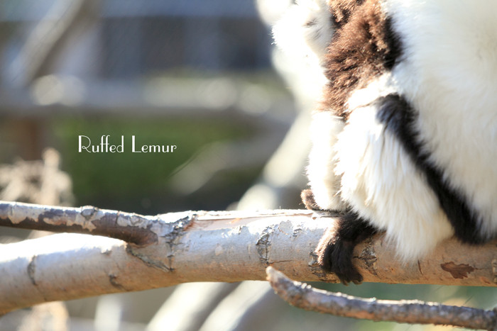 Ruffed Lemur (1)