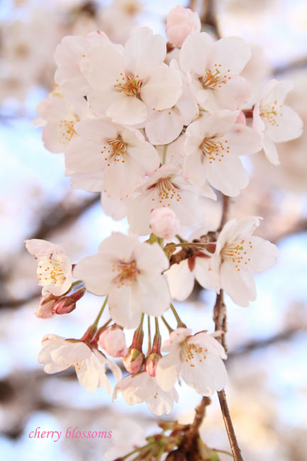 桜 (4)