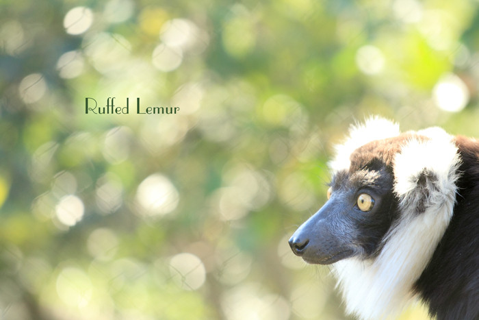 Ruffed Lemur (2)