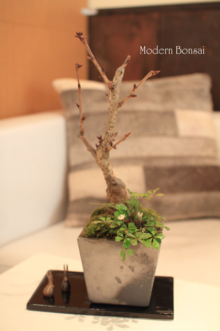 bonsai (2)